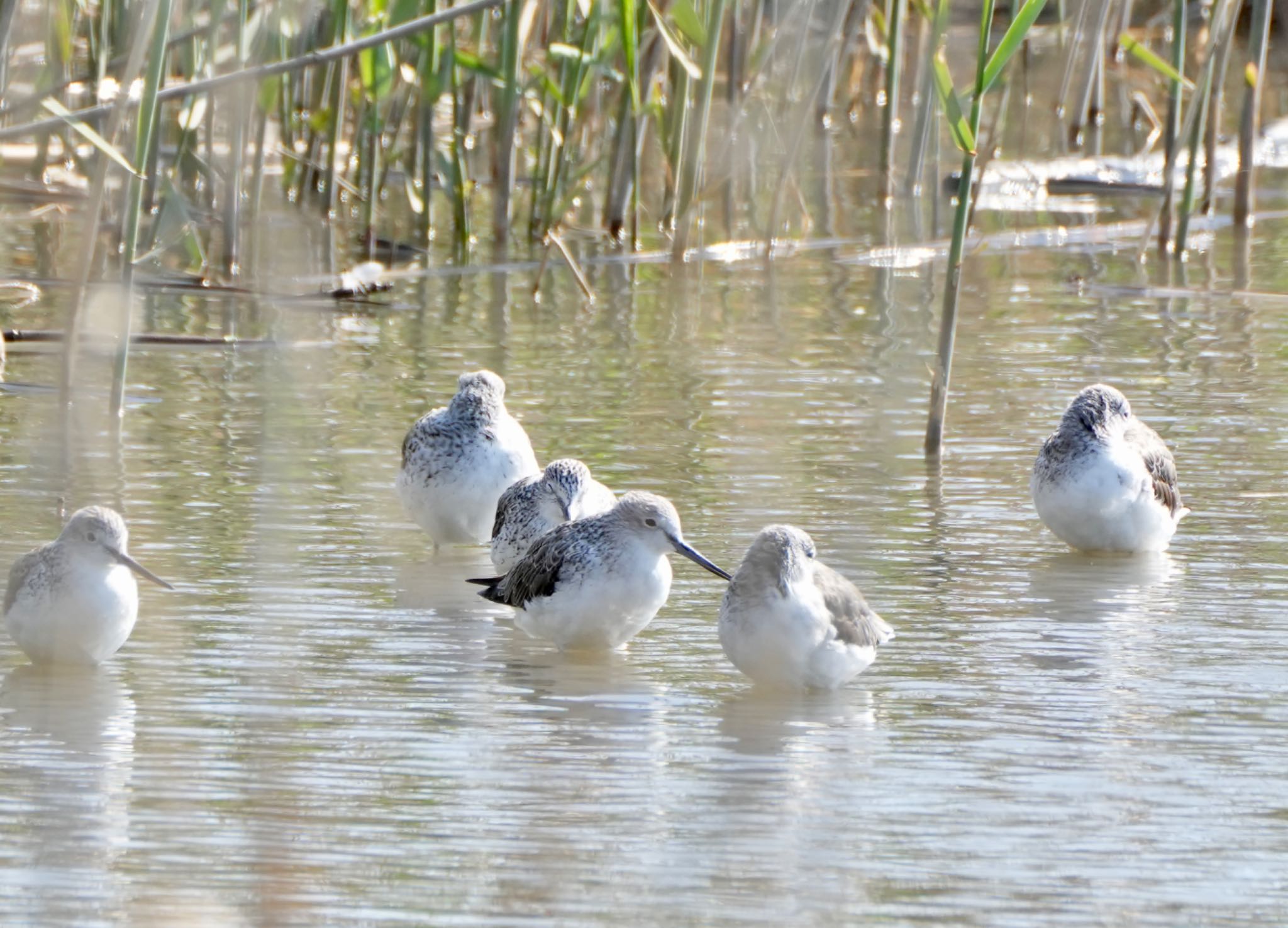 Common Greenshank