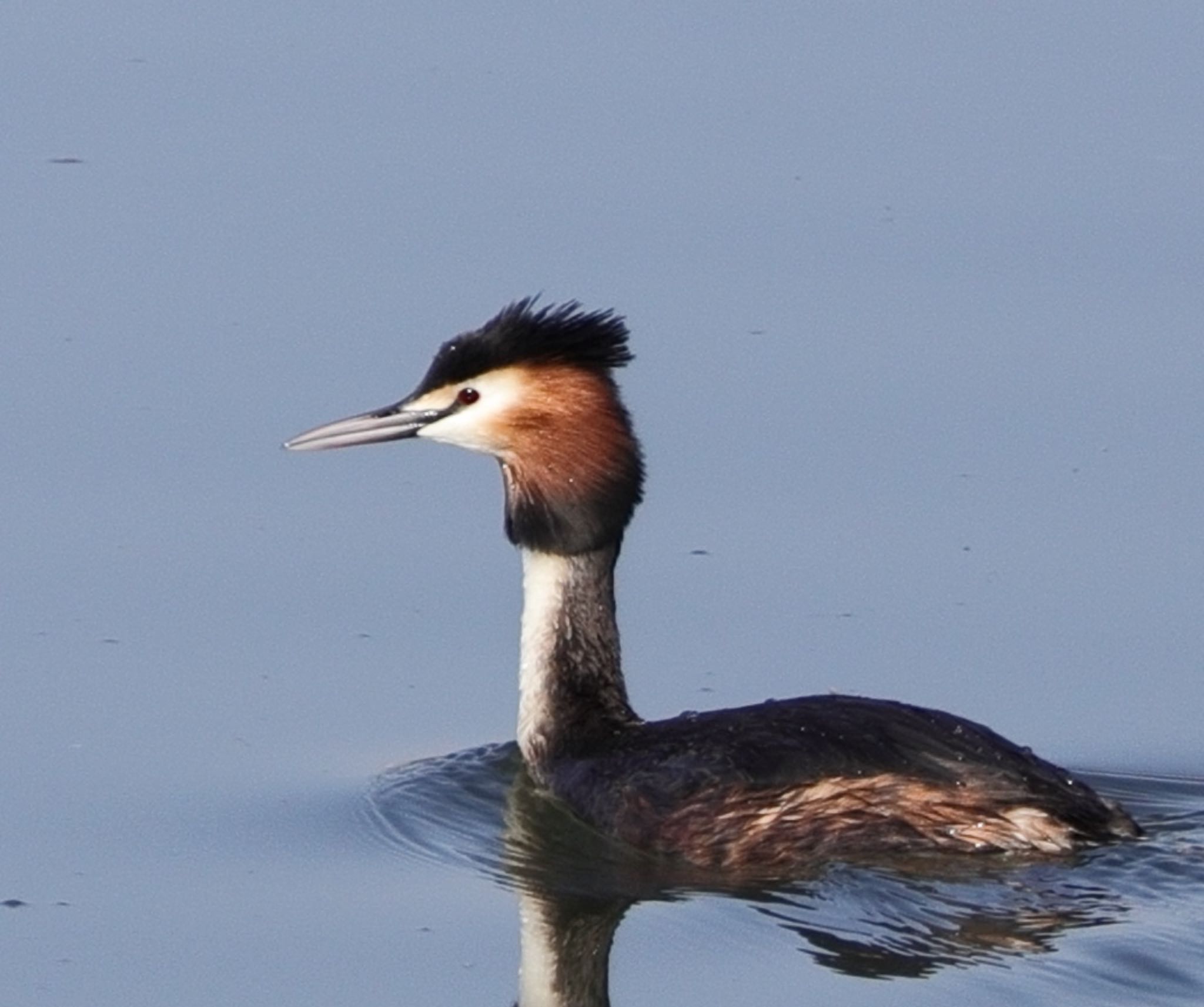 Great Crested Grebe