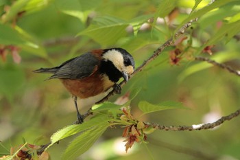 Varied Tit 峰山公園 Sun, 4/9/2023