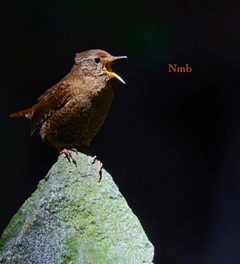 Eurasian Wren Unknown Spots Unknown Date