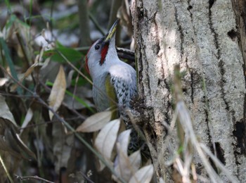 Japanese Green Woodpecker 横浜市 Sun, 4/9/2023