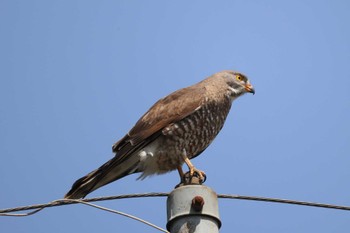 Grey-faced Buzzard 千葉県柏市 Sat, 4/1/2023