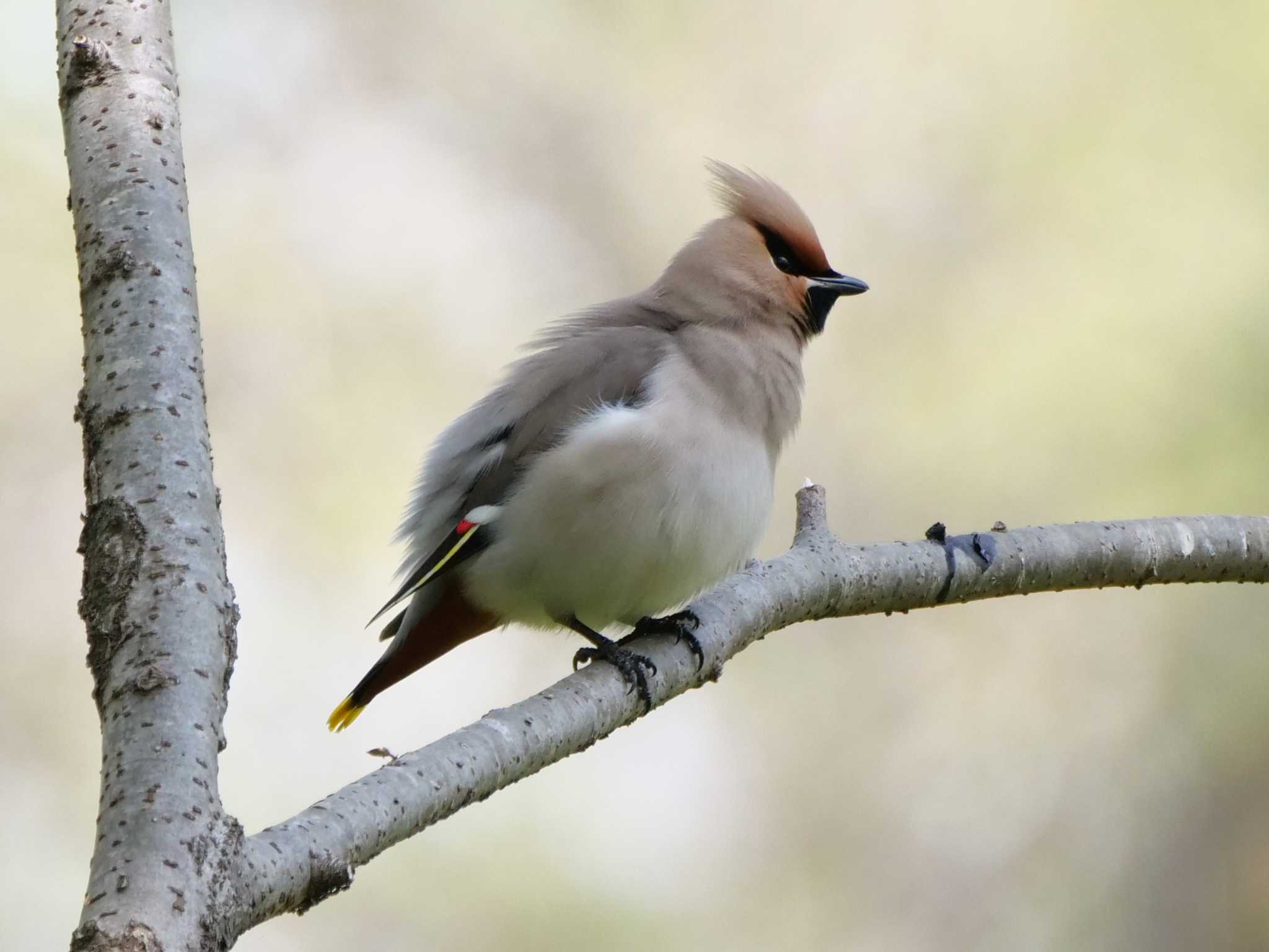 Photo of Bohemian Waxwing at 埼玉県 by little birds