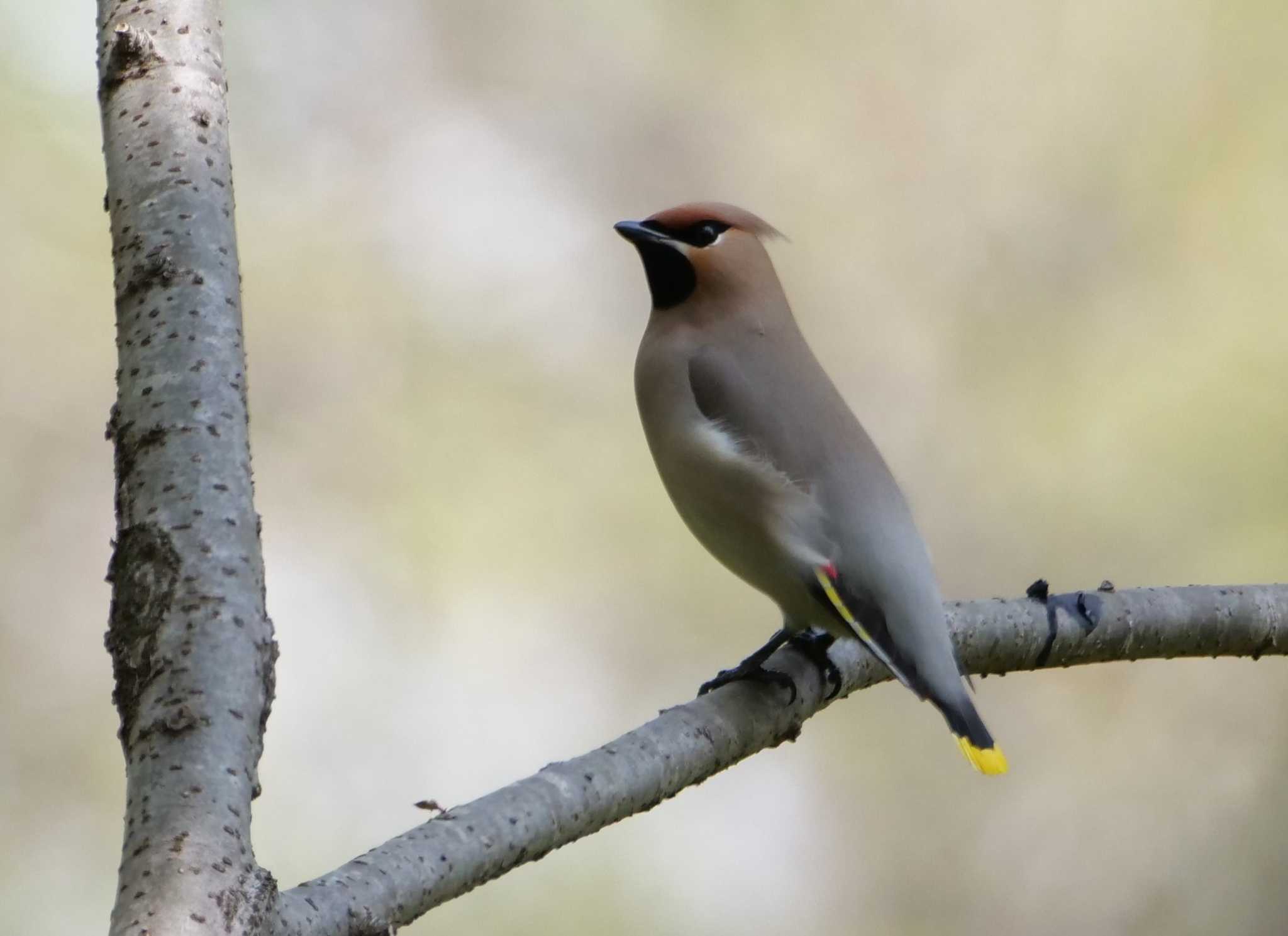 Photo of Bohemian Waxwing at 埼玉県 by little birds