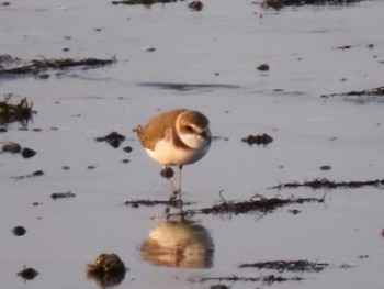 Kentish Plover 伊勢市大湊海岸 Mon, 4/10/2023