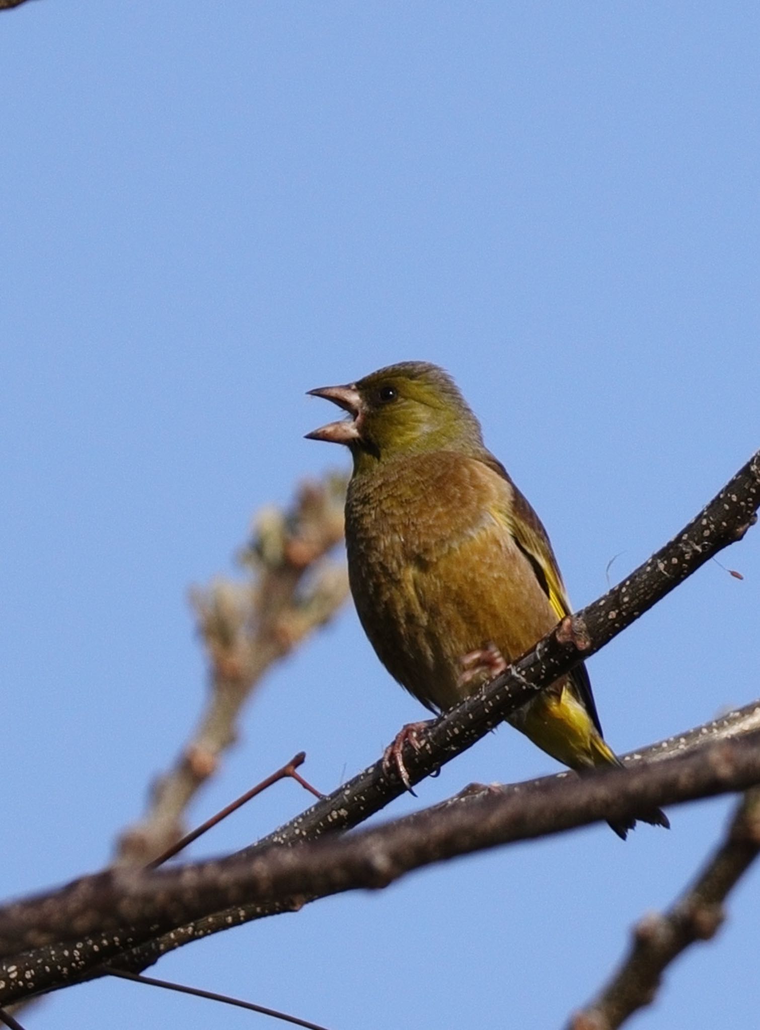 Grey-capped Greenfinch