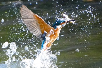 2023年4月10日(月) 恩智川治水緑地の野鳥観察記録