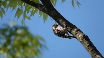 Japanese Pygmy Woodpecker 金井公園 Mon, 4/10/2023