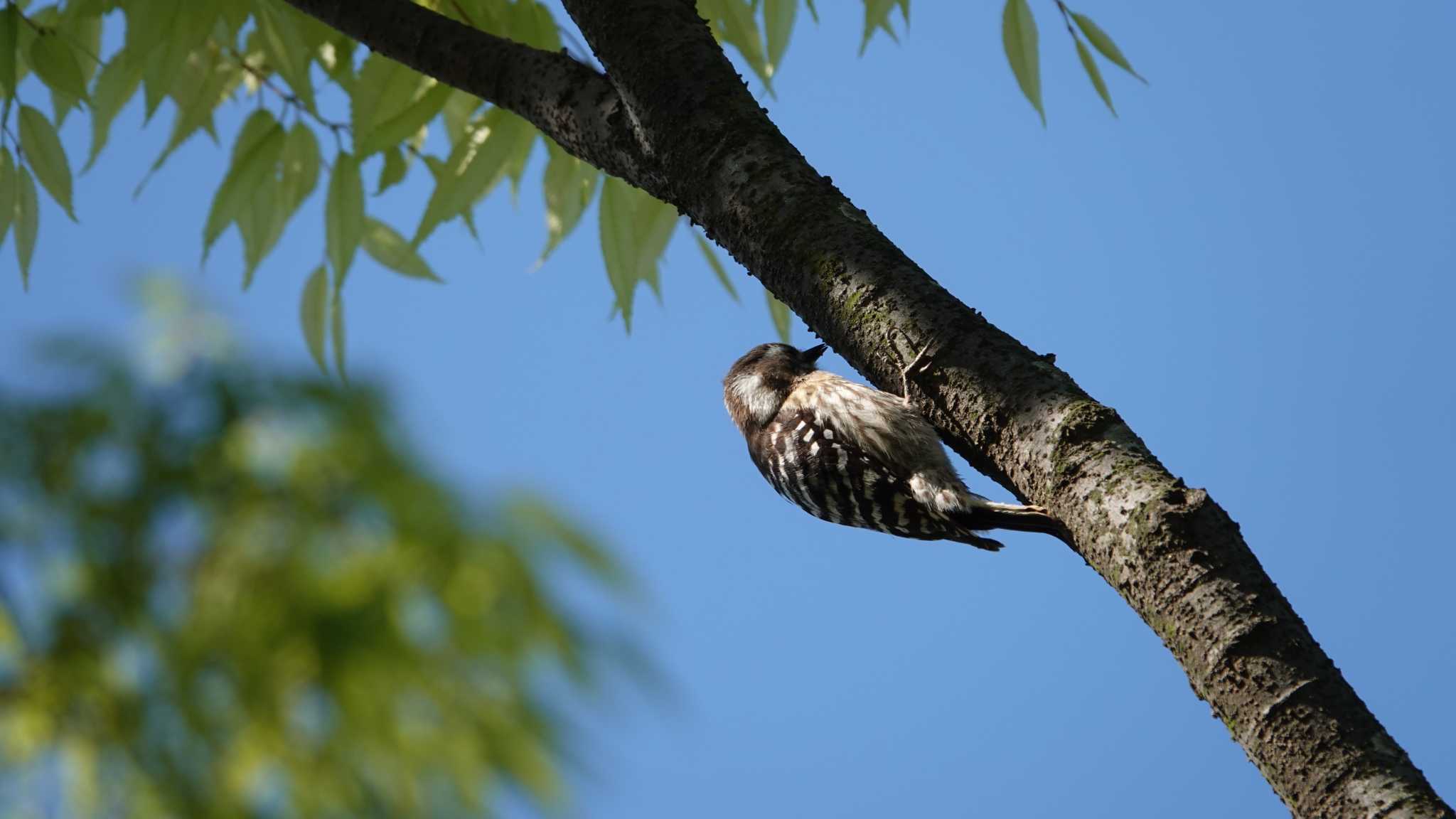 Photo of Japanese Pygmy Woodpecker at 金井公園 by jun tanaka