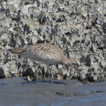 2023年4月10日(月) 葛西臨海公園の野鳥観察記録