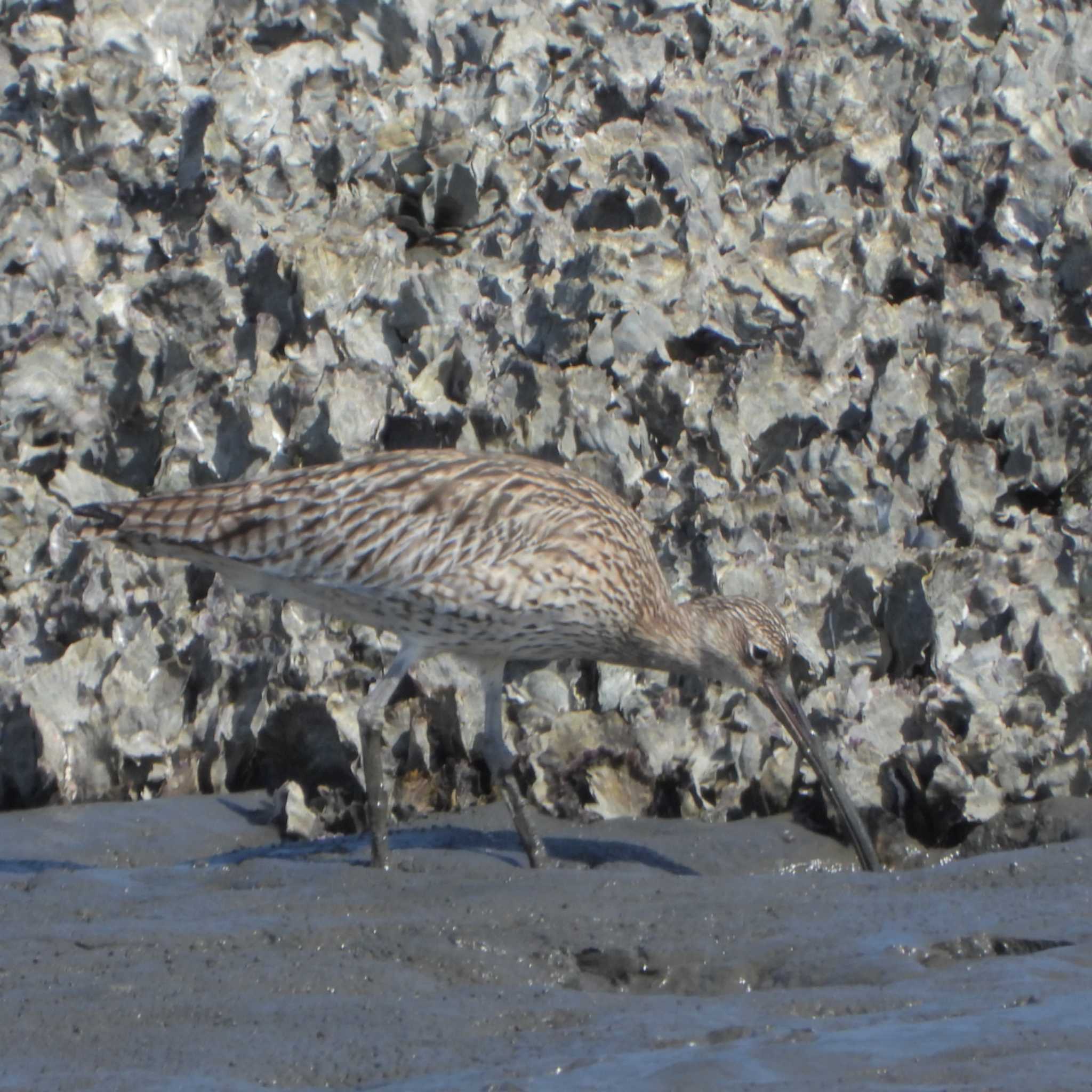 葛西臨海公園 ホウロクシギの写真