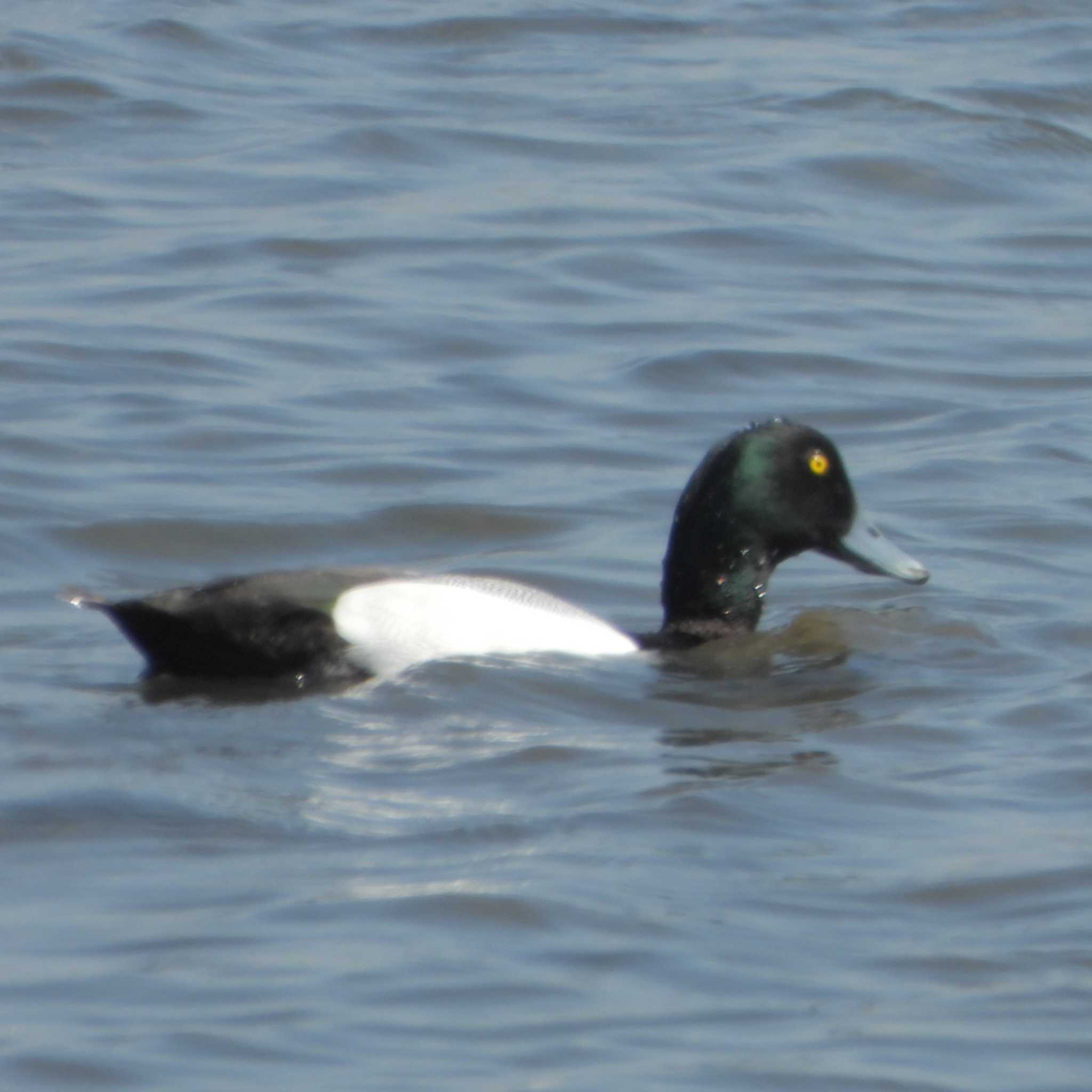 葛西臨海公園 スズガモの写真