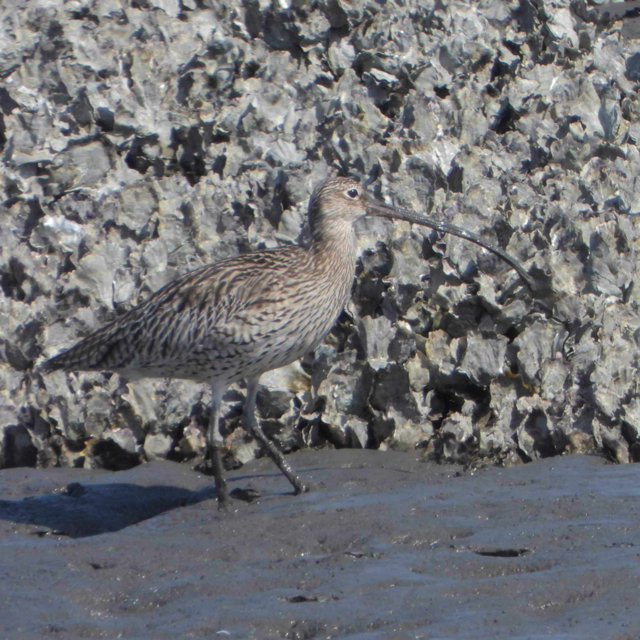 葛西臨海公園 ホウロクシギの写真