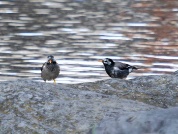 Sun, 4/9/2023 Birding report at 中島川 石橋群周辺(長崎市)