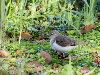 Common Sandpiper 川原大池 Sun, 4/9/2023