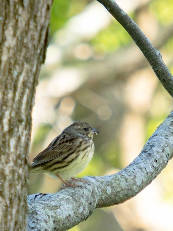 Masked Bunting 川原大池 Sun, 4/9/2023