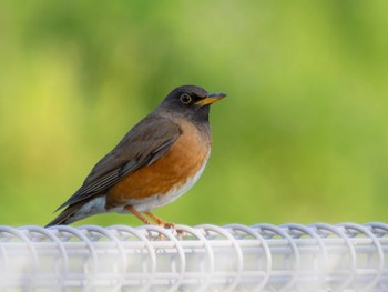 Brown-headed Thrush(orii) 本河内高部ダム公園(長崎市) Mon, 4/10/2023