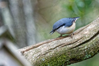 ゴジュウカラ 西湖野鳥の森公園 2023年4月8日(土)