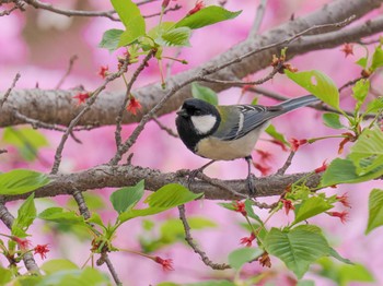 シジュウカラ 西宮市 広田山公園 2023年4月8日(土)