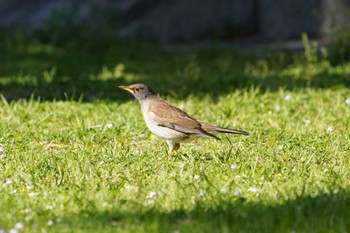 Pale Thrush 新宮市 Sun, 4/9/2023