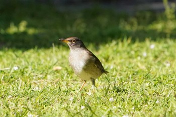 Pale Thrush 新宮市 Sun, 4/9/2023