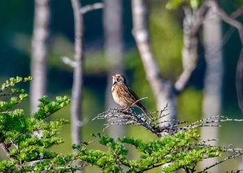 Chestnut-eared Bunting Senjogahara Marshland Tue, 5/22/2018