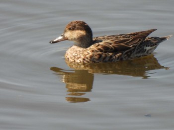 Eurasian Teal 境川遊水地公園 Sun, 3/19/2023