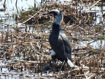 2023年3月19日(日) 境川遊水地公園の野鳥観察記録