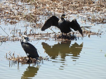 Great Cormorant 境川遊水地公園 Sun, 3/19/2023