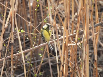 Japanese Tit 境川遊水地公園 Sat, 3/11/2023