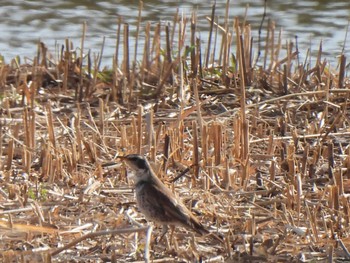 Dusky Thrush 境川遊水地公園 Sat, 3/11/2023