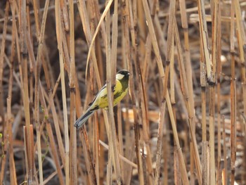 2023年3月11日(土) 境川遊水地公園の野鳥観察記録