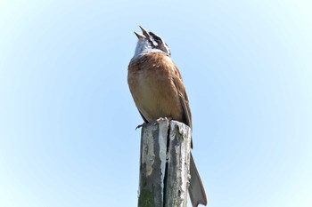 2018年5月27日(日) 滋賀県びわこ地球市民の森の野鳥観察記録