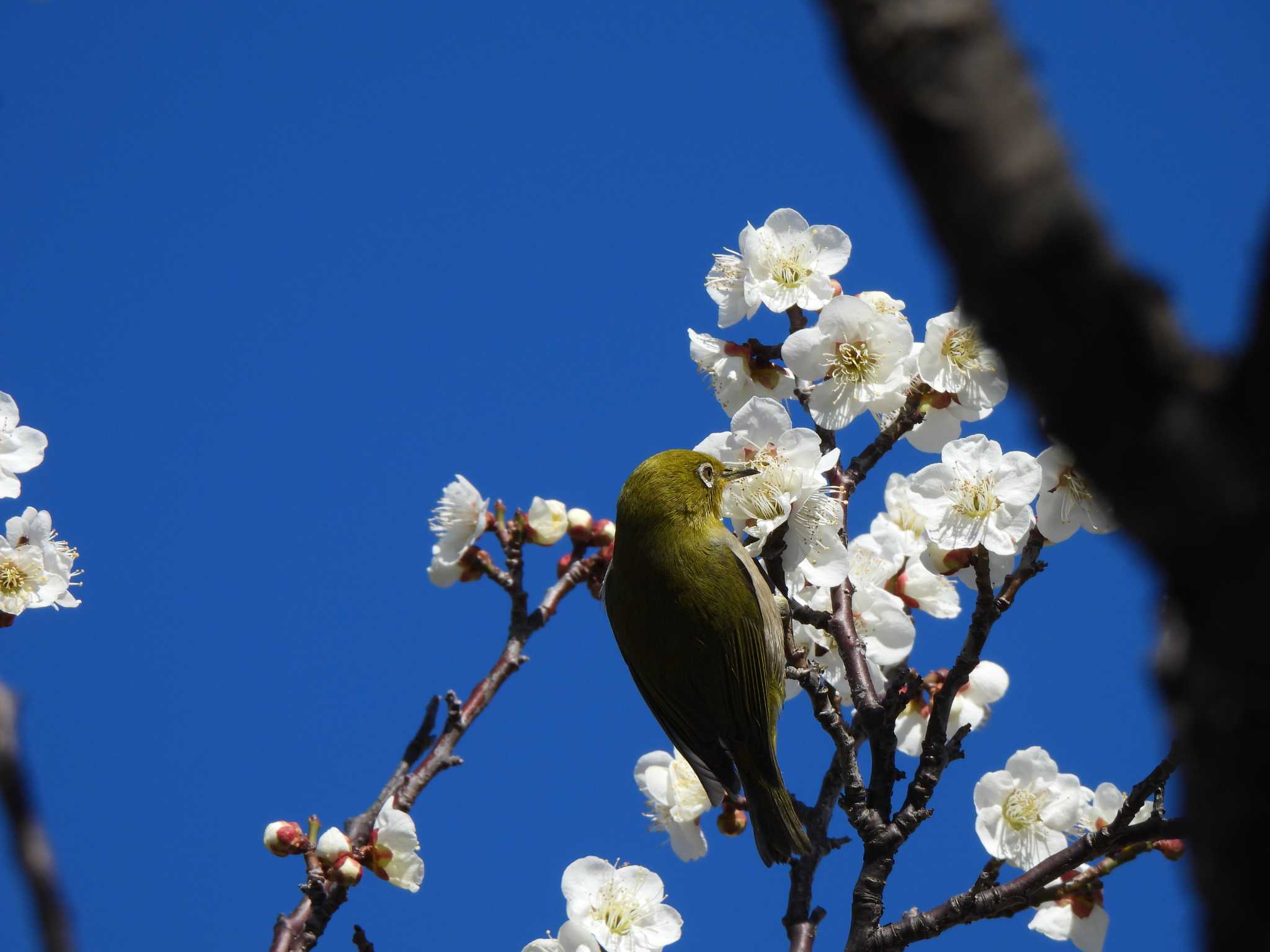 円行公園 メジロの写真