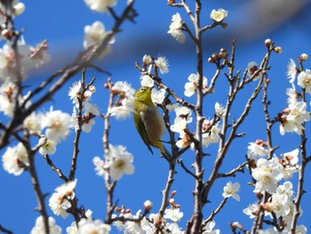 2023年2月26日(日) 円行公園の野鳥観察記録