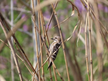 Japanese Pygmy Woodpecker 羽村堰 Mon, 4/3/2023