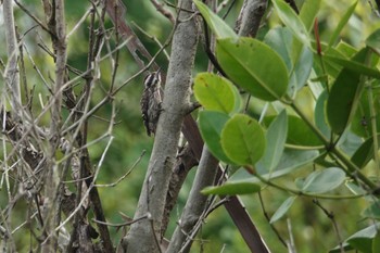 Sunda Pygmy Woodpecker Taman Alam Kuala Selangor Mon, 3/6/2023