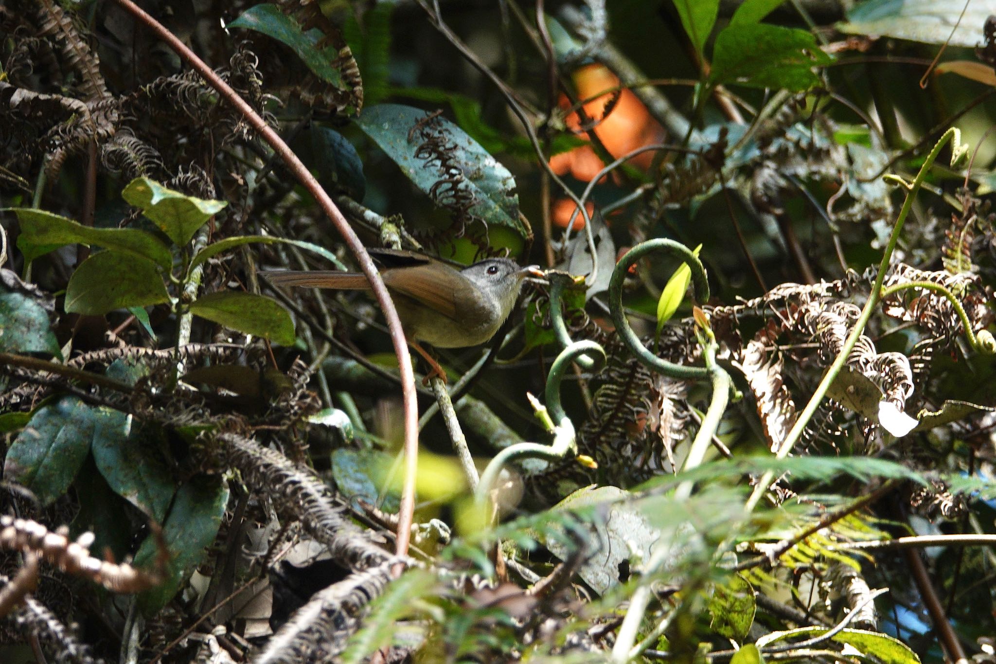 Photo of Mountain Fulvetta at Fraser's Hill by のどか