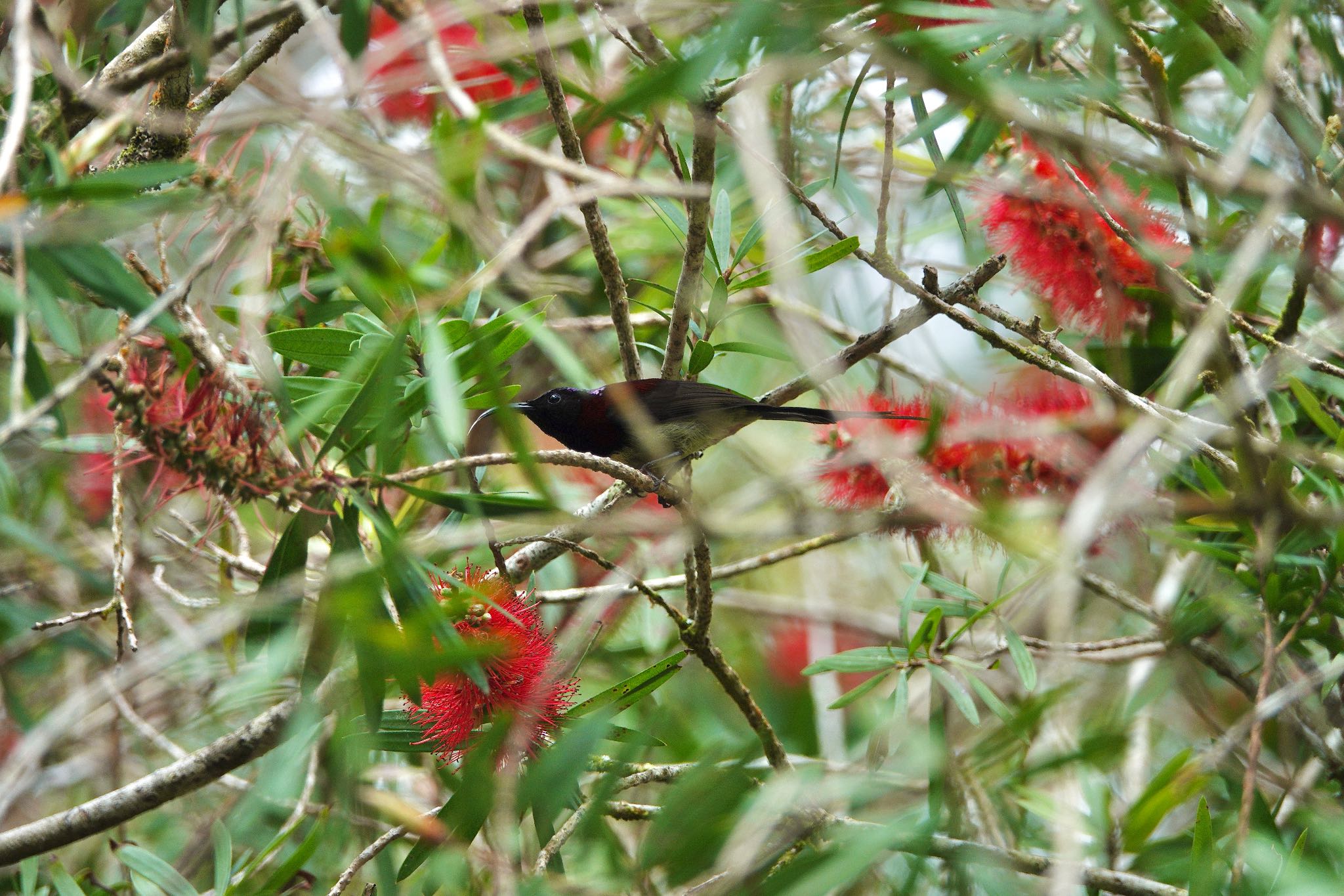 Black-throated Sunbird