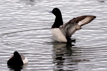 Greater Scaup 猪苗代湖 Sun, 4/9/2023