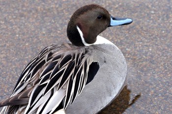 Northern Pintail 猪苗代湖 Sun, 4/9/2023