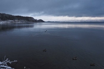 オナガガモ 猪苗代湖 2023年4月9日(日)