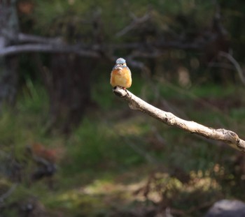 2023年3月4日(土) 大阪鶴見緑地の野鳥観察記録