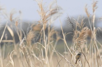 ウグイス 千葉県 2023年4月5日(水)