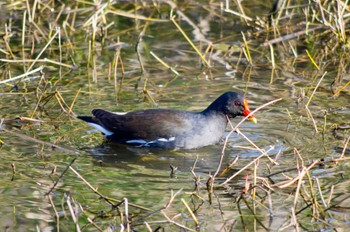 2023年4月9日(日) 大泉緑地の野鳥観察記録