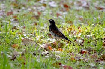 ツグミ 大泉緑地 2023年4月9日(日)