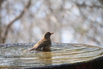 シロハラ 権現山(弘法山公園) 2018年2月23日(金)