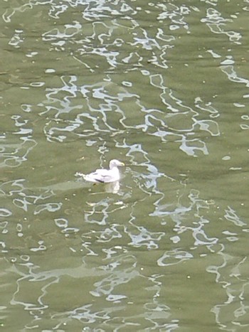 Common Gull 堂島川 Mon, 4/10/2023