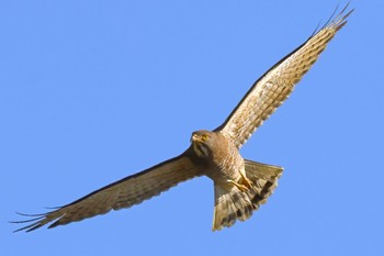 Grey-faced Buzzard 千葉県 Sun, 4/9/2023