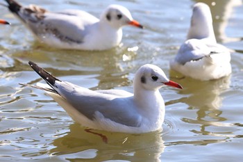 ユリカモメ 明石公園 2023年1月29日(日)